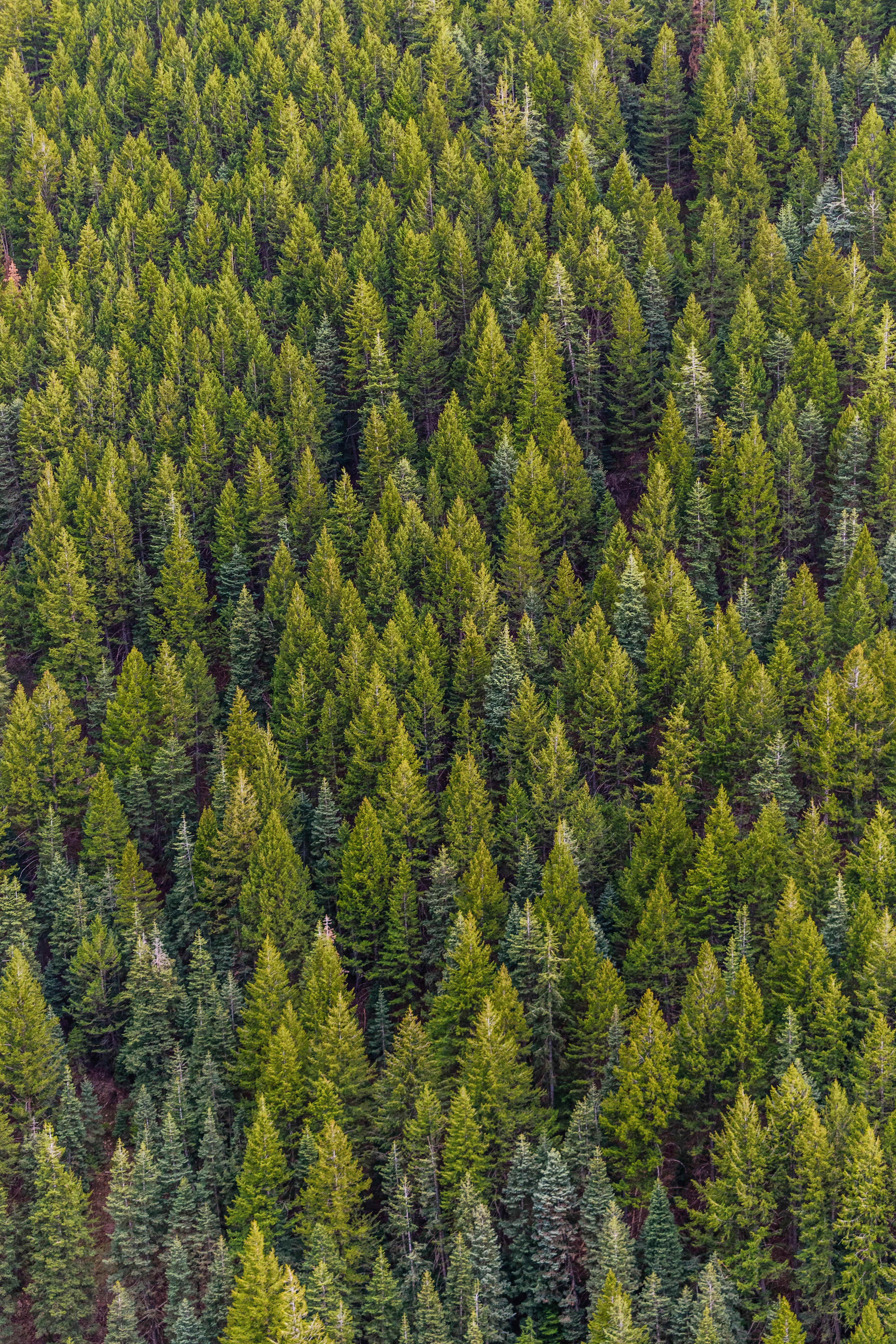 Scienze dei sistemi forestali e dell'ambiente