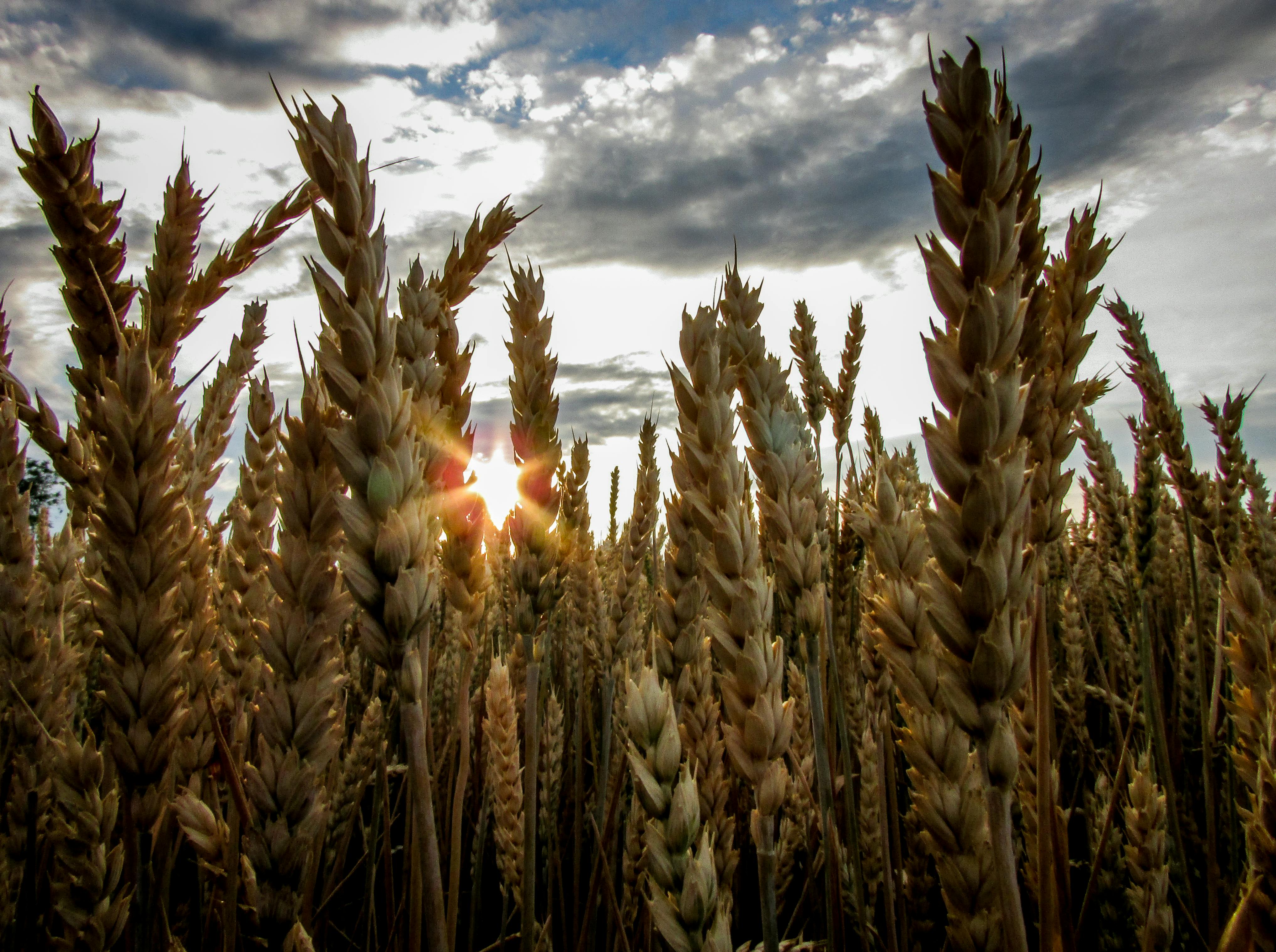 Diritto agroalimentare