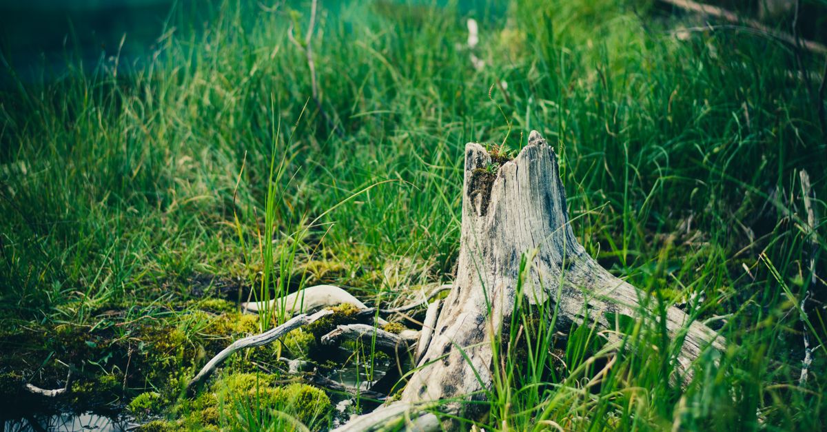 Geologia e Tutela dell’Ambiente