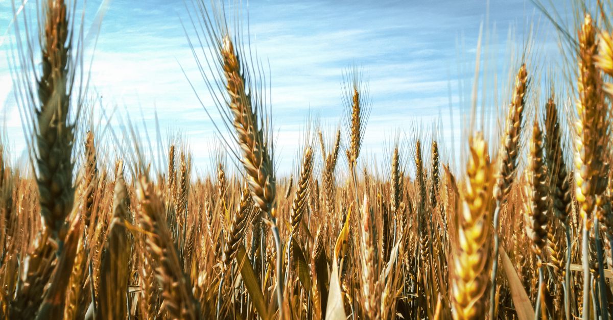 Scienze della ristorazione e distribuzione degli alimenti